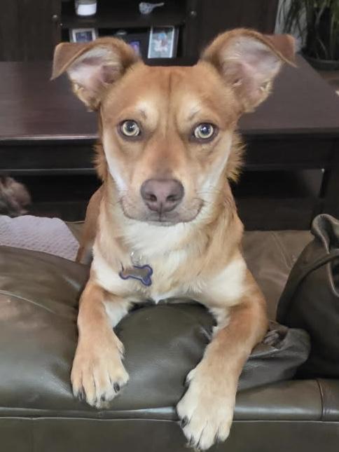 Enlarge Dobby, a Adoptable mixed breed in Houston, TX image 6/6