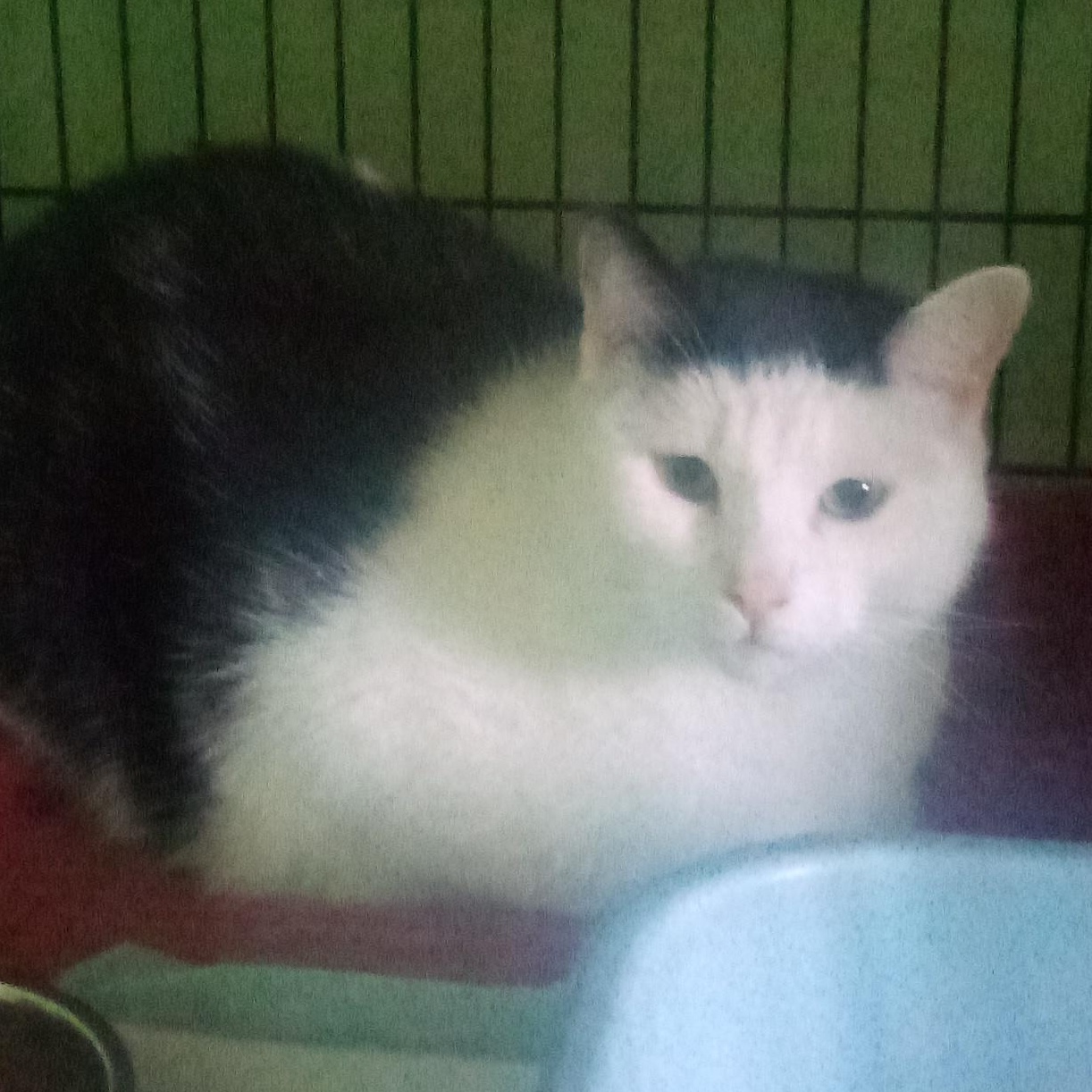 LINCOLN, a Adoptable mixed breed in Andover, KS image 3/3