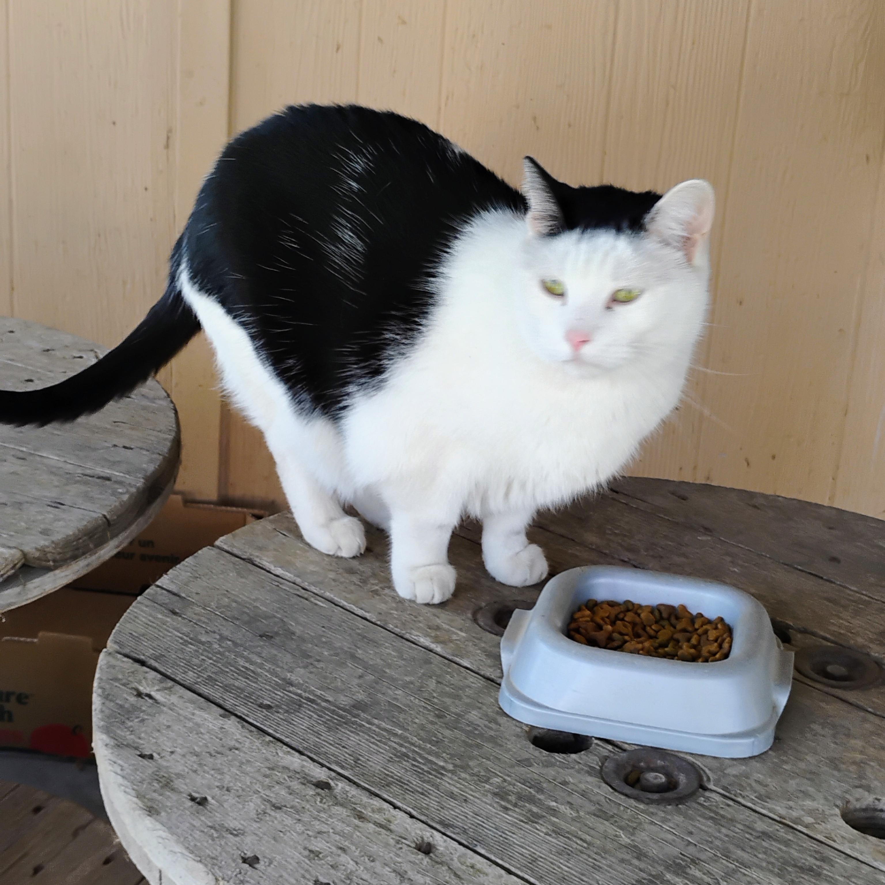 LINCOLN, Adoptable, Adult Male Domestic Short Hair & Tuxedo.
