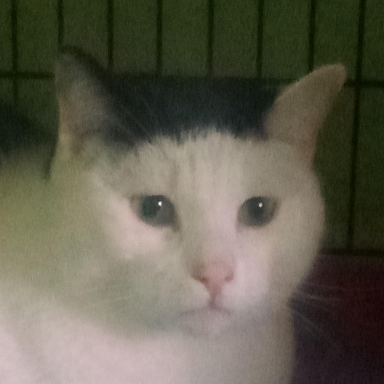 LINCOLN, a Adoptable mixed breed in Andover, KS image 1/3