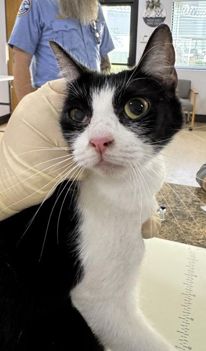 Enlarge Dutchess, a Adoptable mixed breed in Madera, CA image 1/1