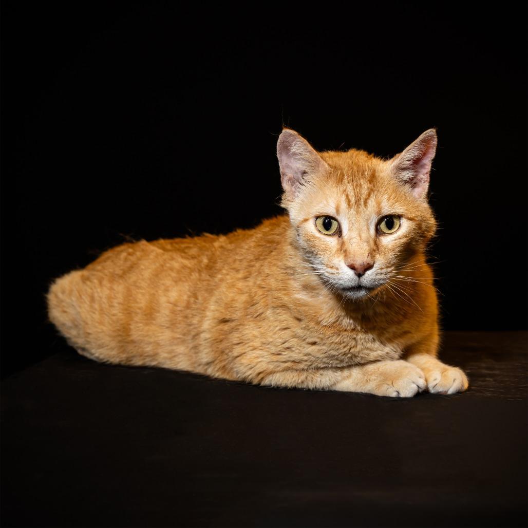 Alexander, Adoptable, Adult Male Domestic Short Hair.