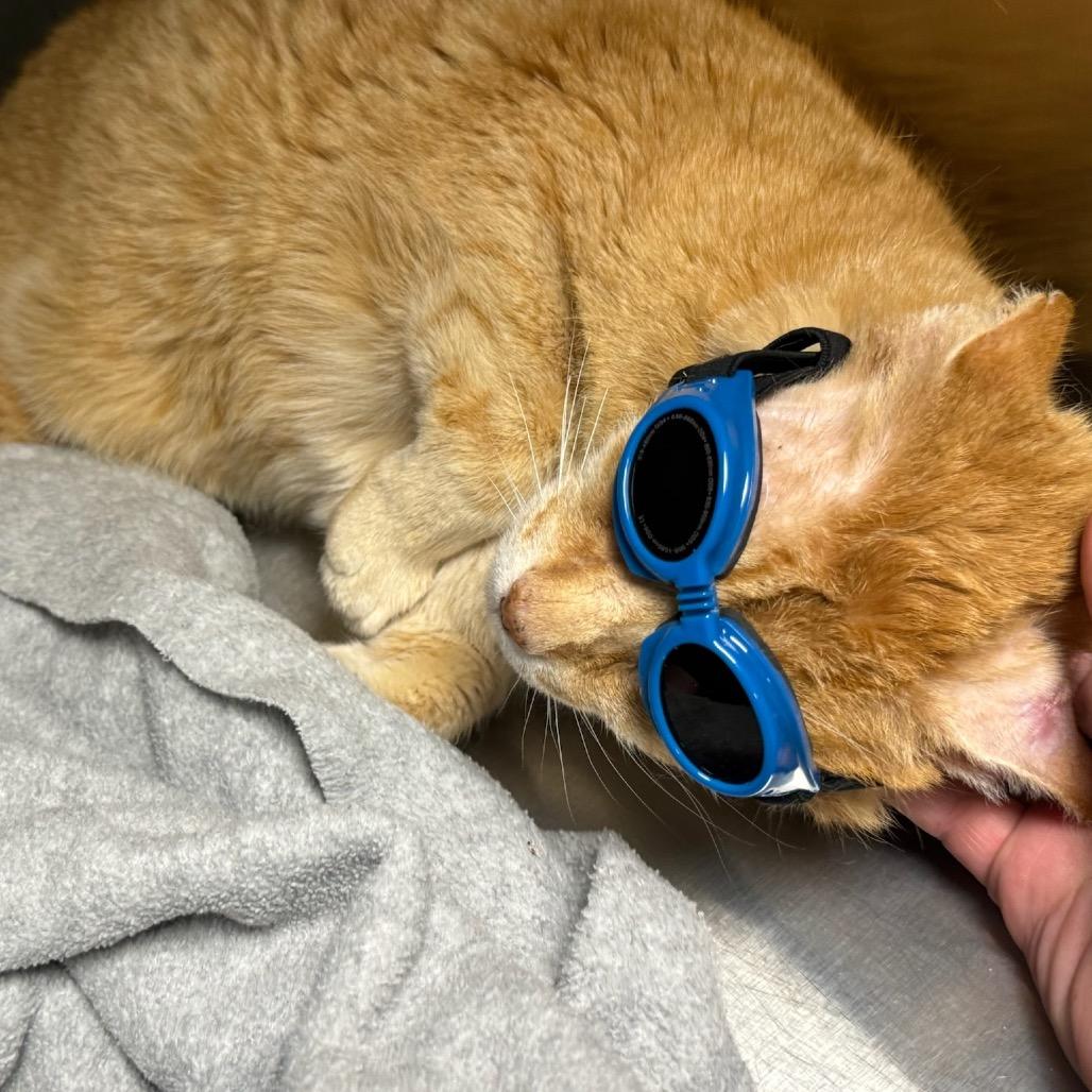 Alexander, a Adoptable Domestic Short Hair in Columbia, MO image 2/2