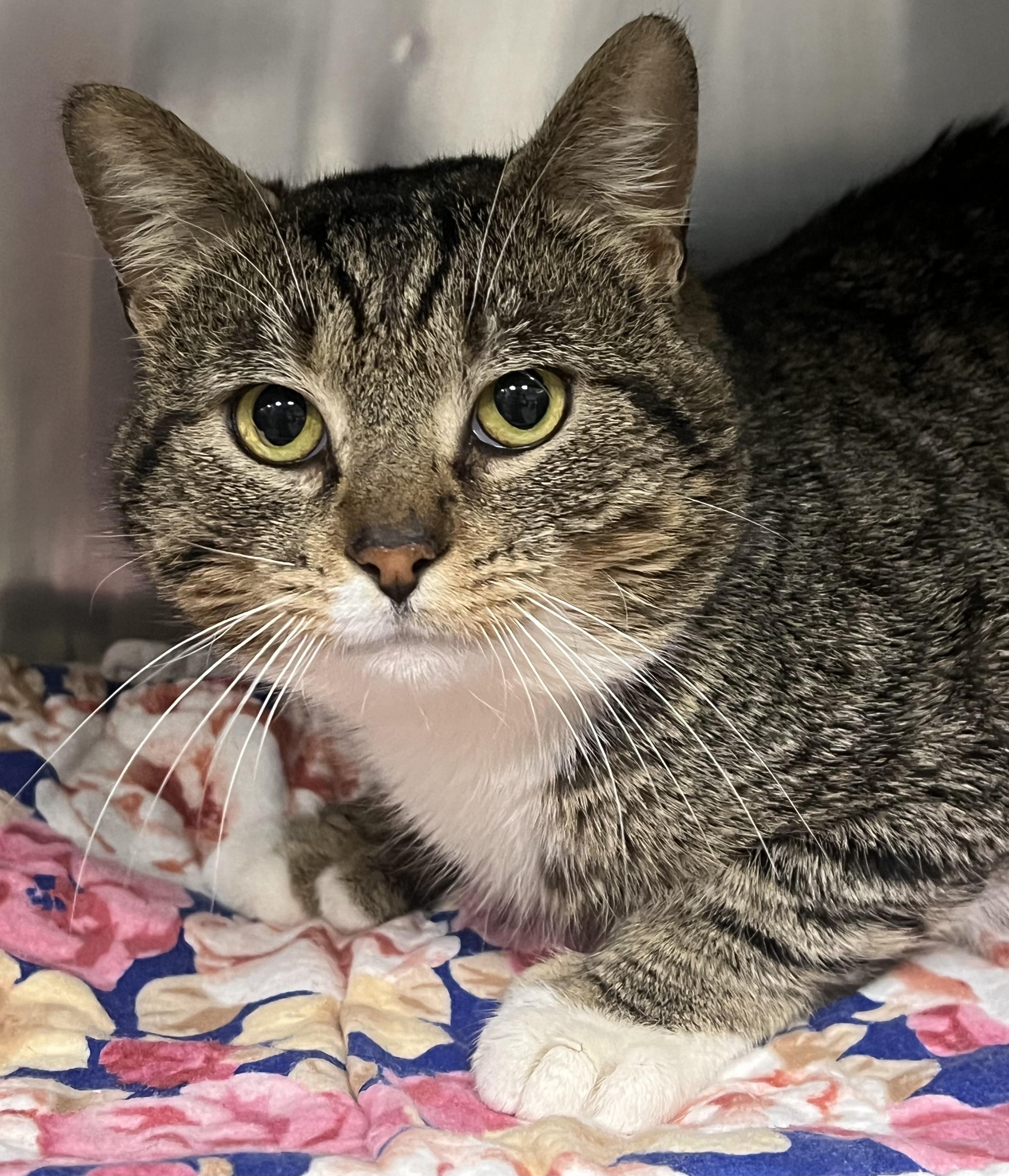 Enlarge Branson, an adopted Domestic Short Hair in Johnston, RI image 4/6