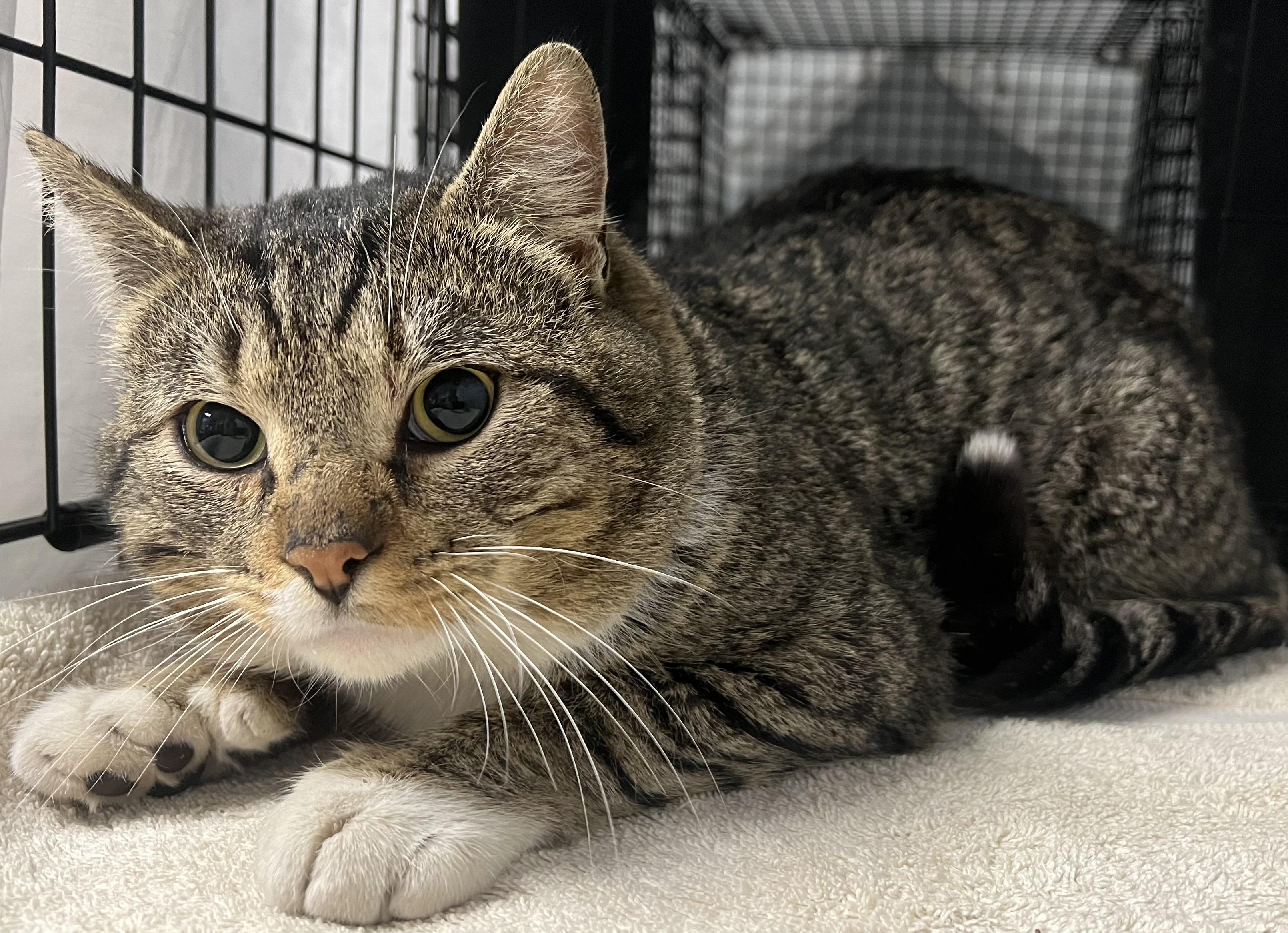 Enlarge Branson, an adopted Domestic Short Hair in Johnston, RI image 5/6