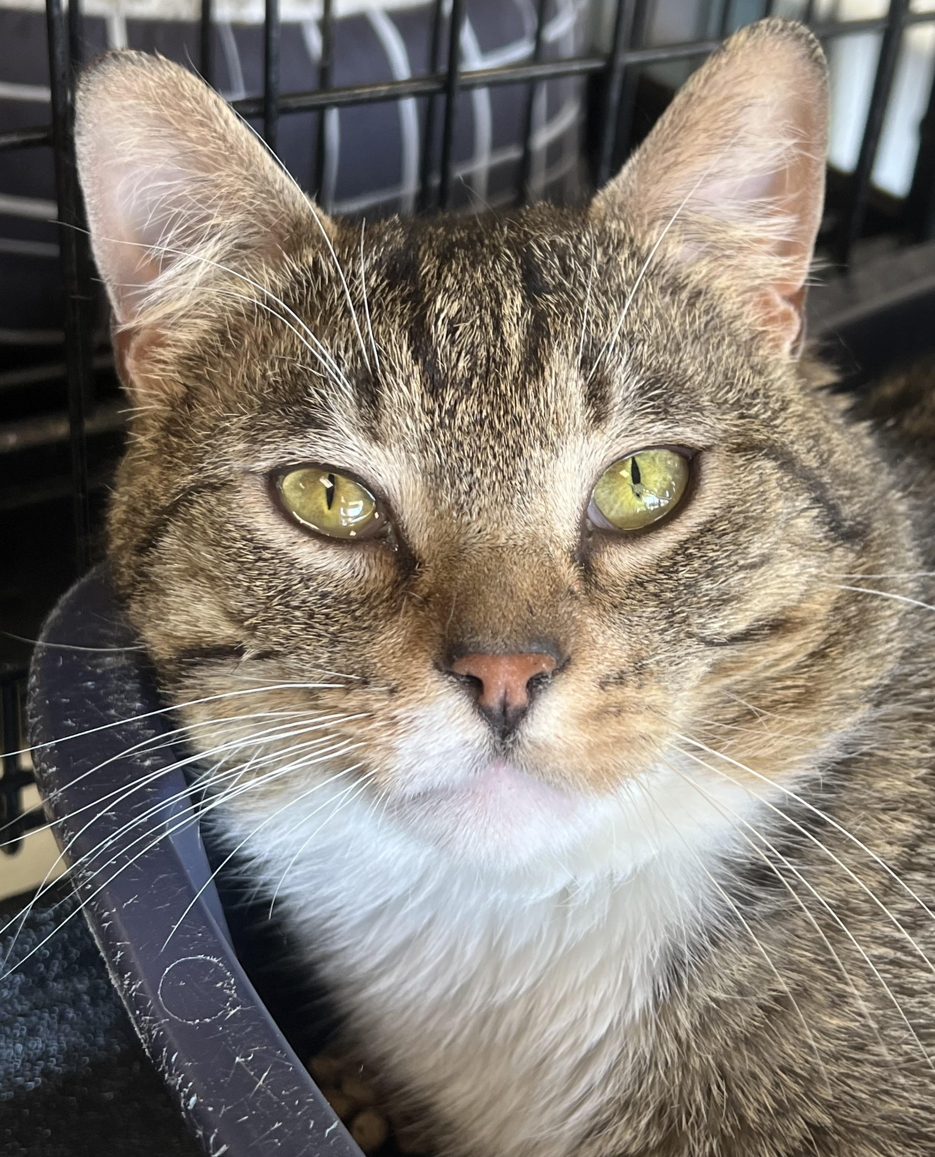 Enlarge Branson, an adopted Domestic Short Hair in Johnston, RI image 3/6