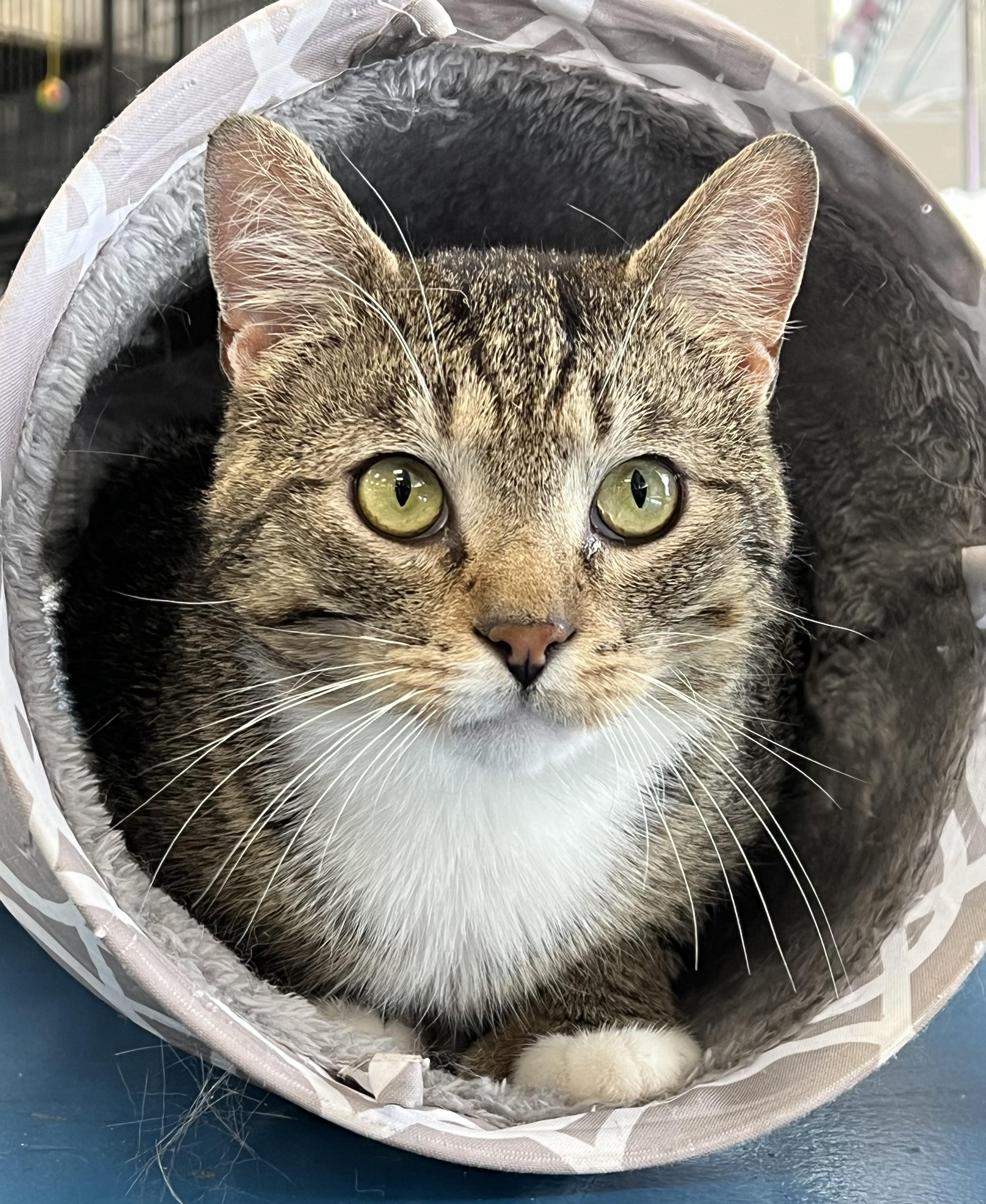 Enlarge Branson, an adopted Domestic Short Hair in Johnston, RI image 1/6