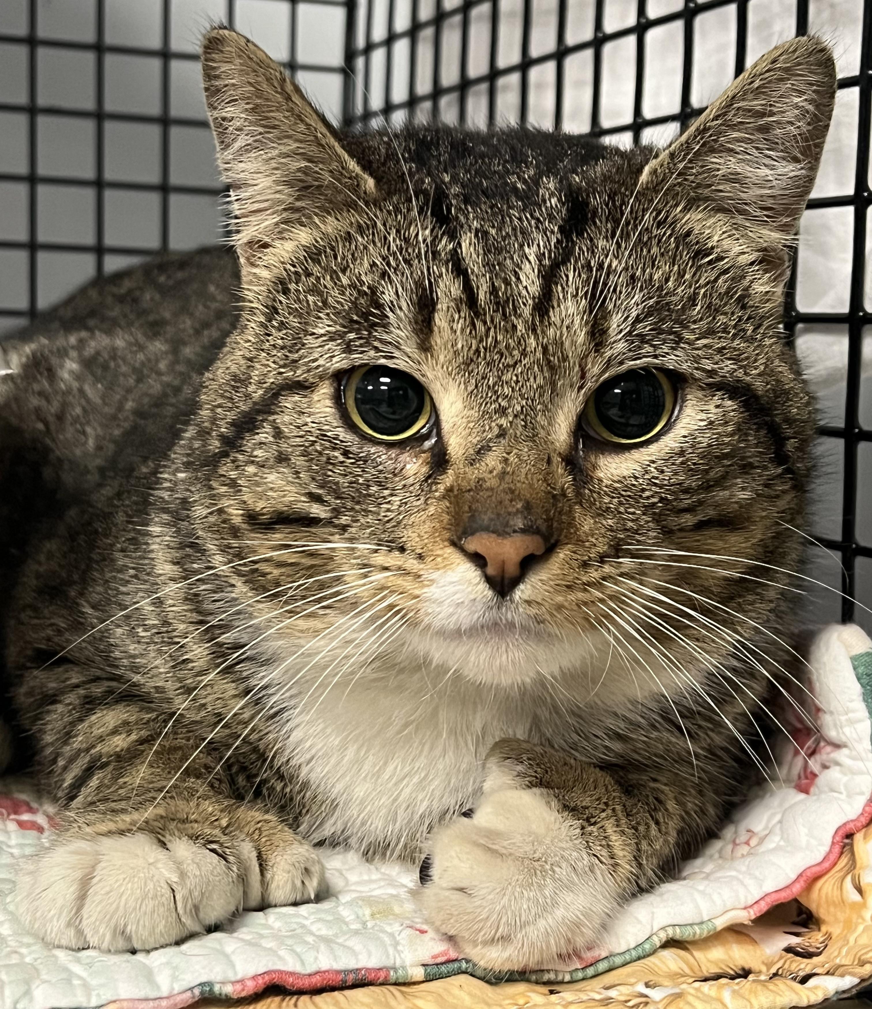 Enlarge Branson, an adopted Domestic Short Hair in Johnston, RI image 6/6