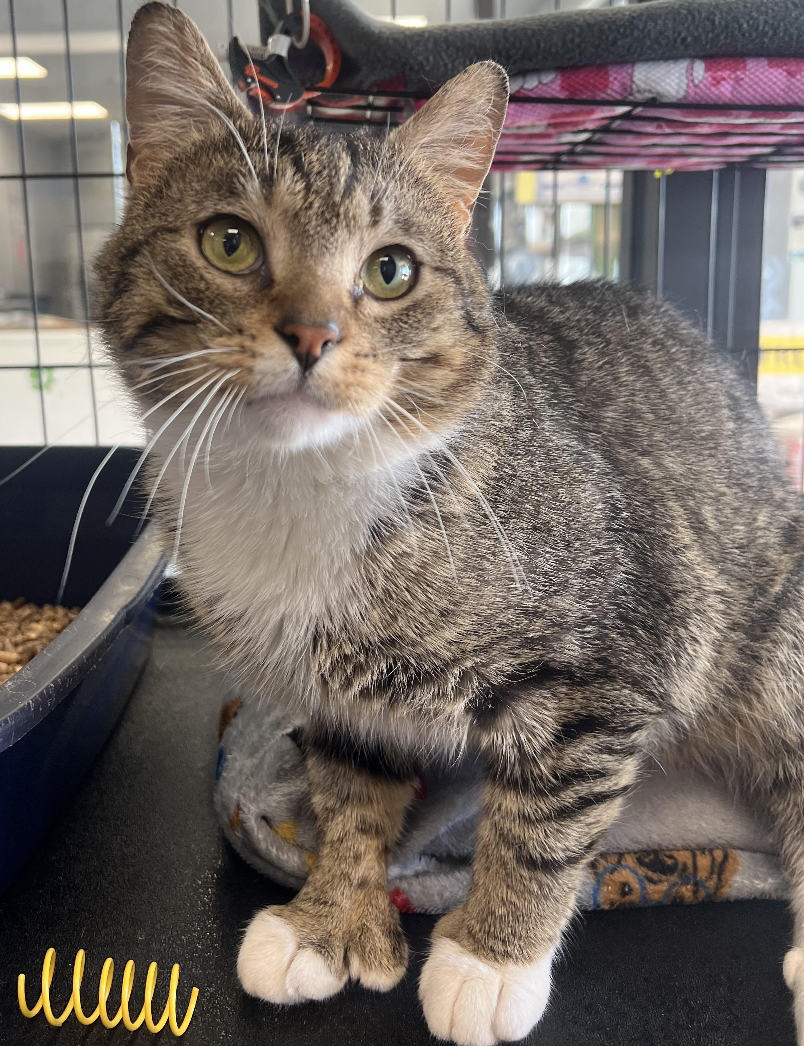 Enlarge Branson, an adopted Domestic Short Hair in Johnston, RI image 2/6