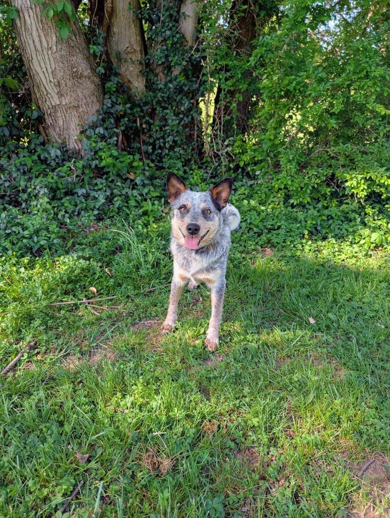 Enlarge Ozzy, a ADOPTABLE Australian Cattle Dog / Blue Heeler in Maysville, KY image 1/1