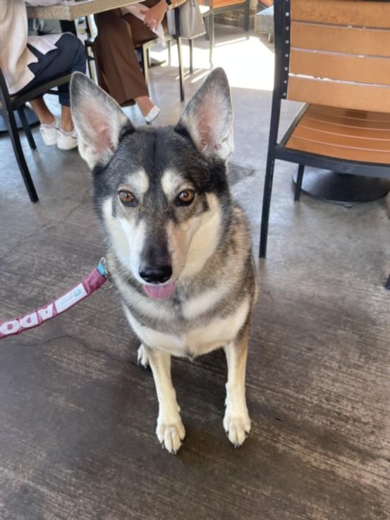 Enlarge OLIVIA, a Adoptable mixed breed in Las Vegas, NV image 1/1