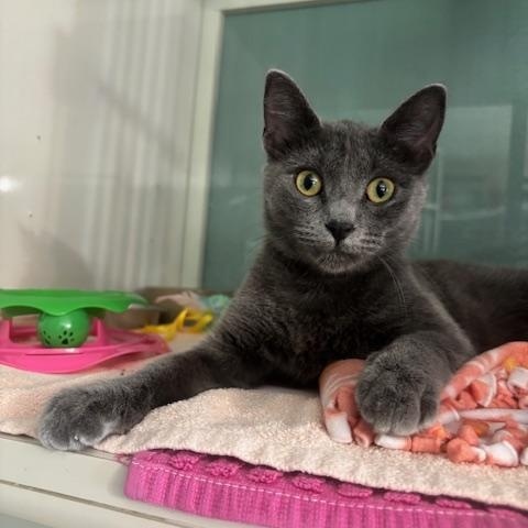 Enlarge Grace, a ADOPTABLE Domestic Short Hair in Hutchinson, MN image 6/6