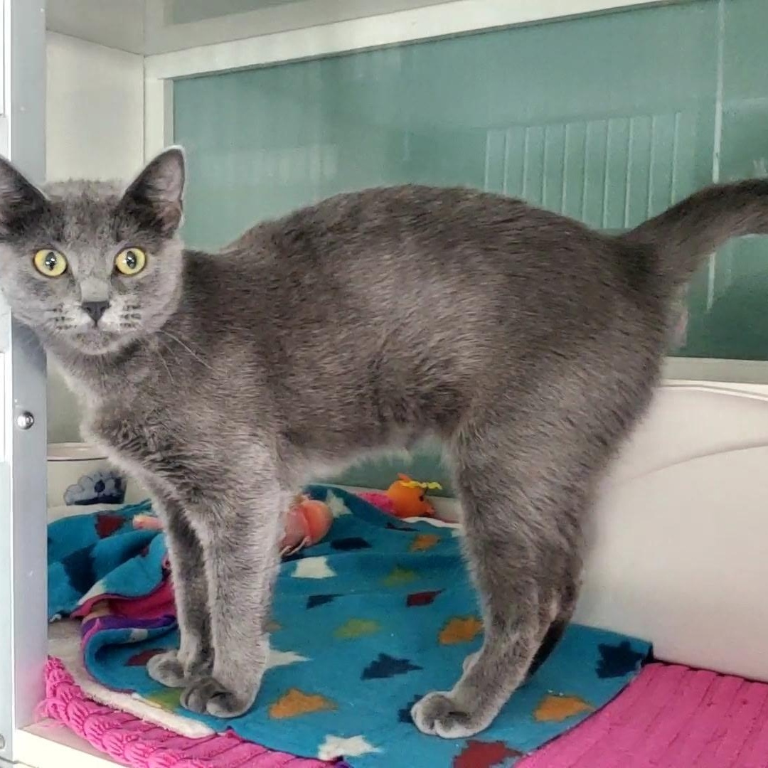 Grace, ADOPTABLE, Young Female Domestic Short Hair.