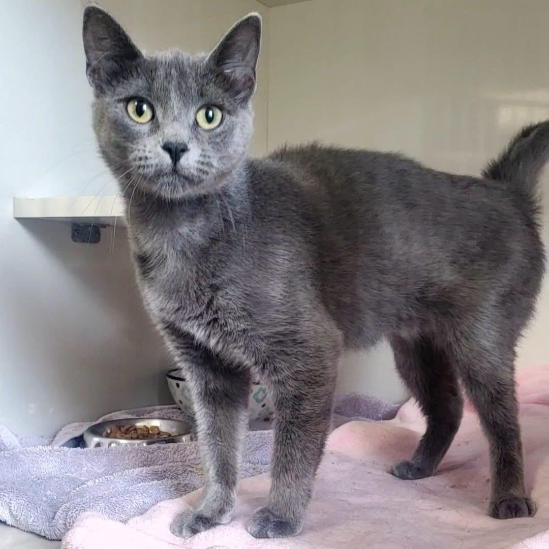 Enlarge Grace, a ADOPTABLE Domestic Short Hair in Hutchinson, MN image 4/6