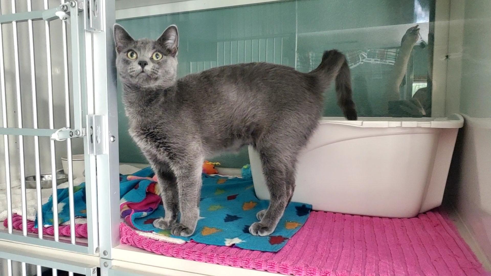 Enlarge Grace, a ADOPTABLE Domestic Short Hair in Hutchinson, MN image 2/6