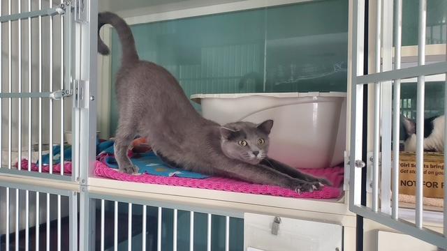 Enlarge Grace, a ADOPTABLE Domestic Short Hair in Hutchinson, MN image 3/6