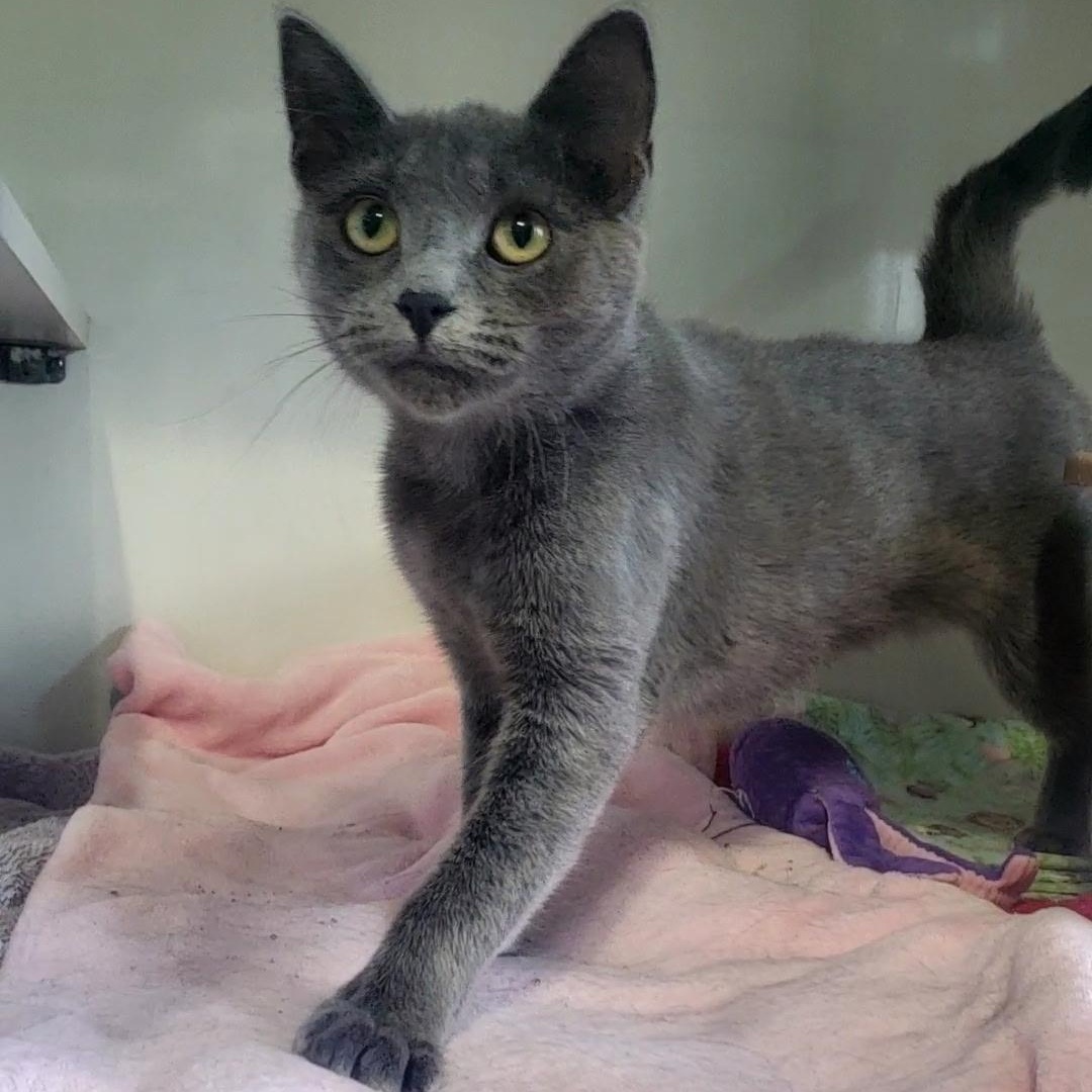 Enlarge Grace, a ADOPTABLE Domestic Short Hair in Hutchinson, MN image 5/6
