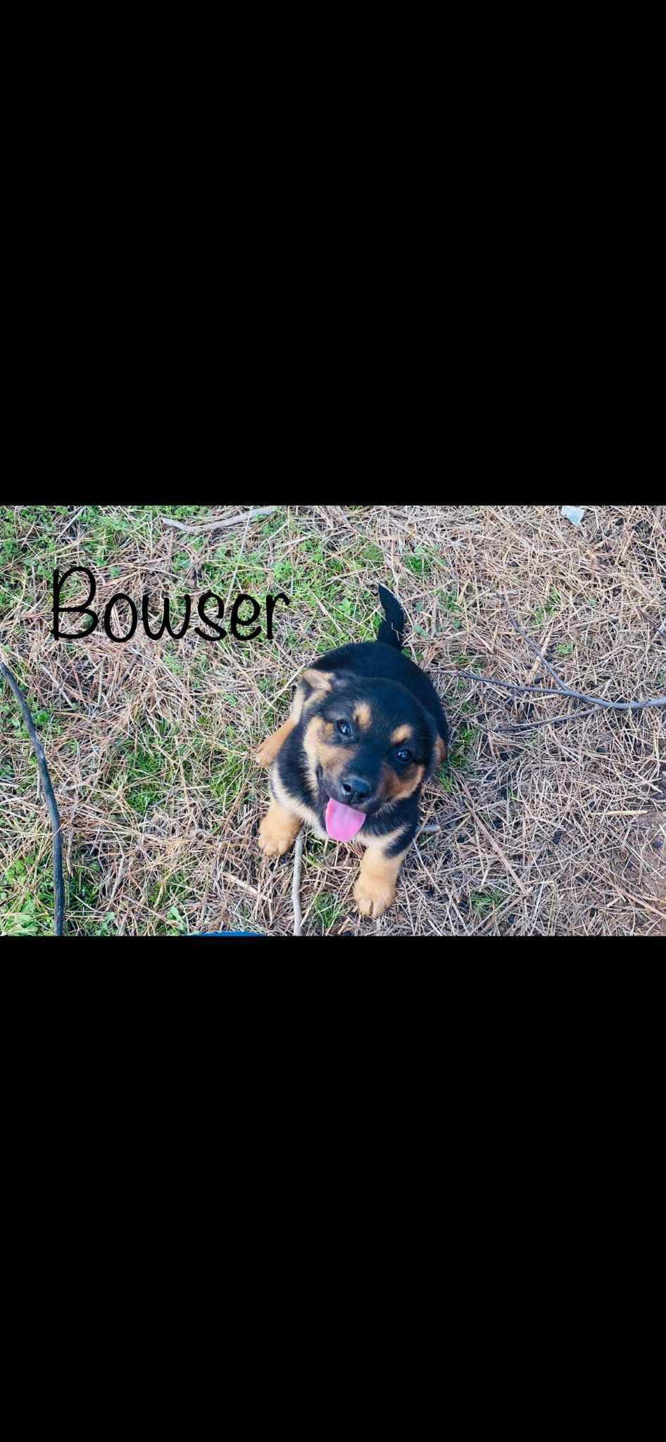 Bowser - MA/RI/CT Eligible 2
