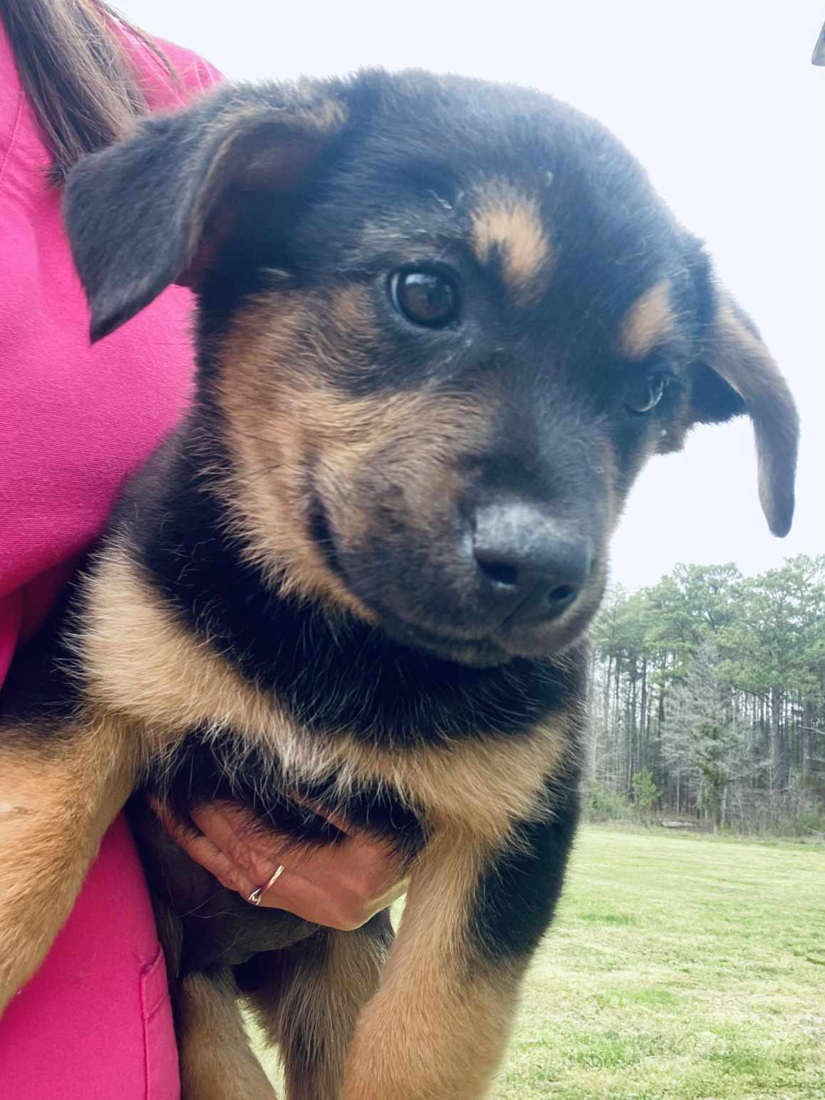 Bowser - MA/RI/CT Eligible 4