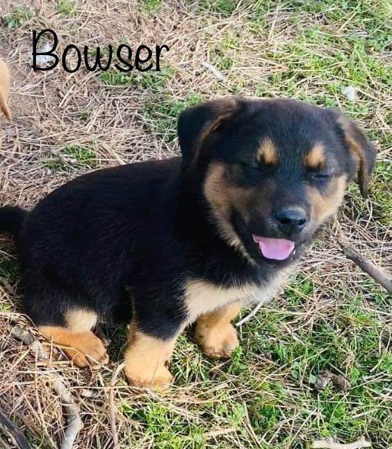 Bowser - MA/RI/CT Eligible 3