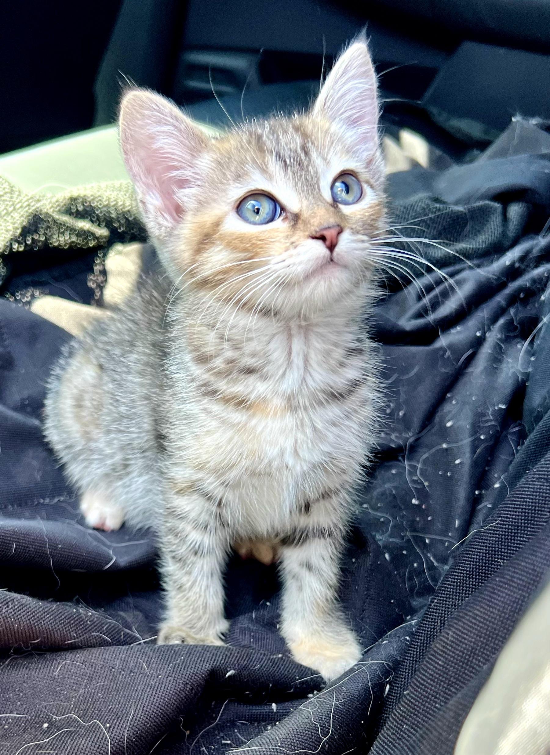 Enlarge Meringue, an adopted Domestic Short Hair in Mt Pleasant, SC image 5/6