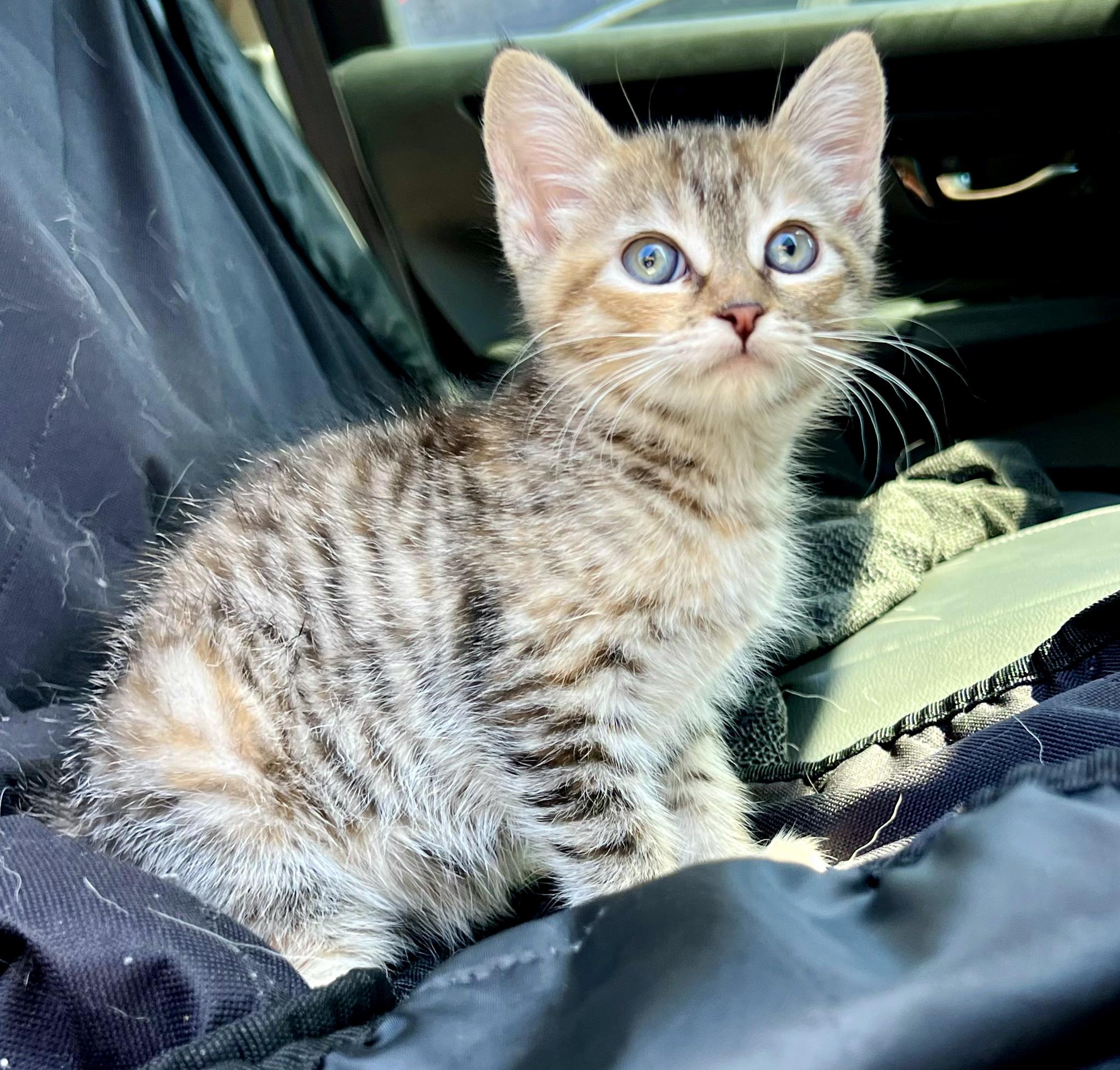 Enlarge Meringue, an adopted Domestic Short Hair in Mt Pleasant, SC image 2/6