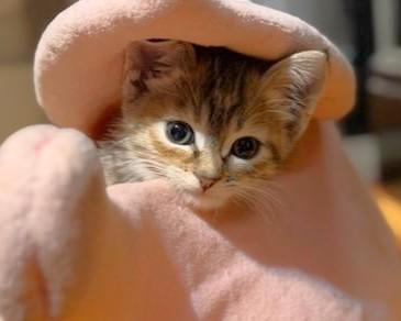 Enlarge Meringue, an adopted Domestic Short Hair in Mt Pleasant, SC image 6/6