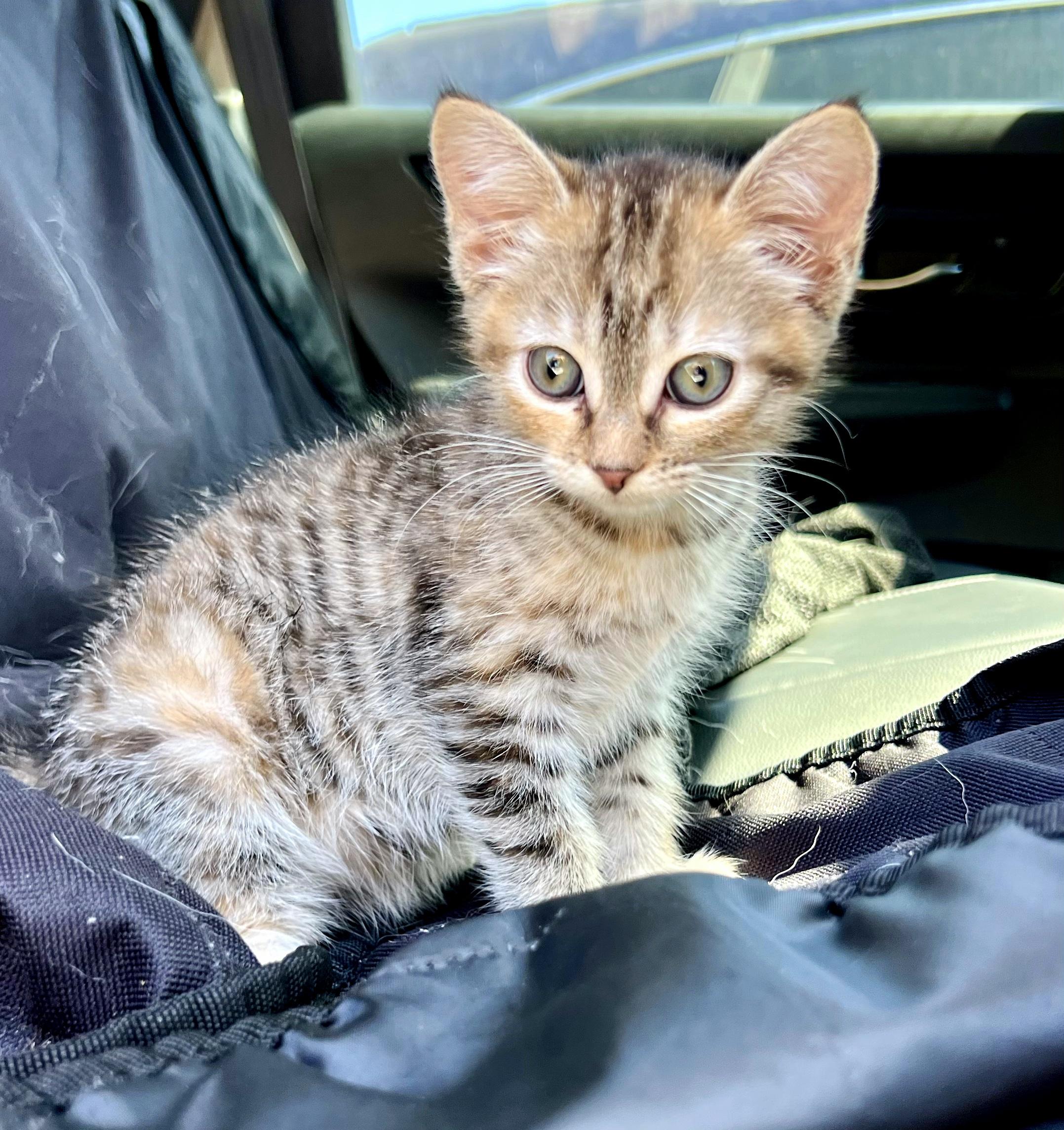 Enlarge Meringue, an adopted Domestic Short Hair in Mt Pleasant, SC image 4/6
