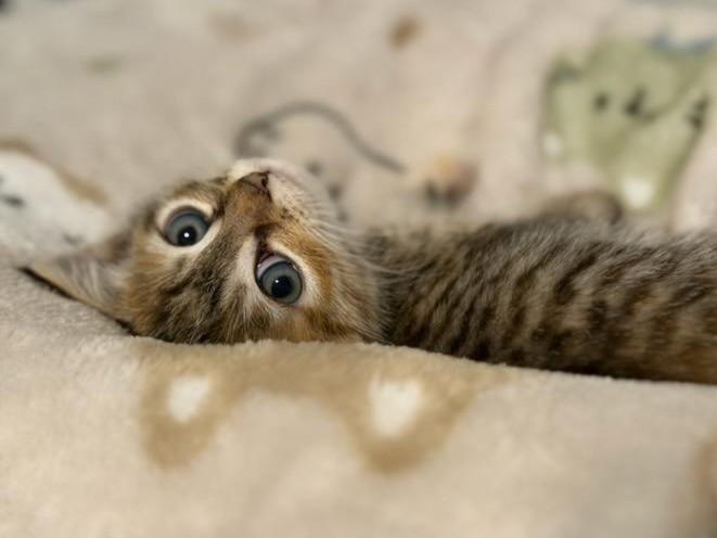 Enlarge Meringue, an adopted Domestic Short Hair in Mt Pleasant, SC image 3/6