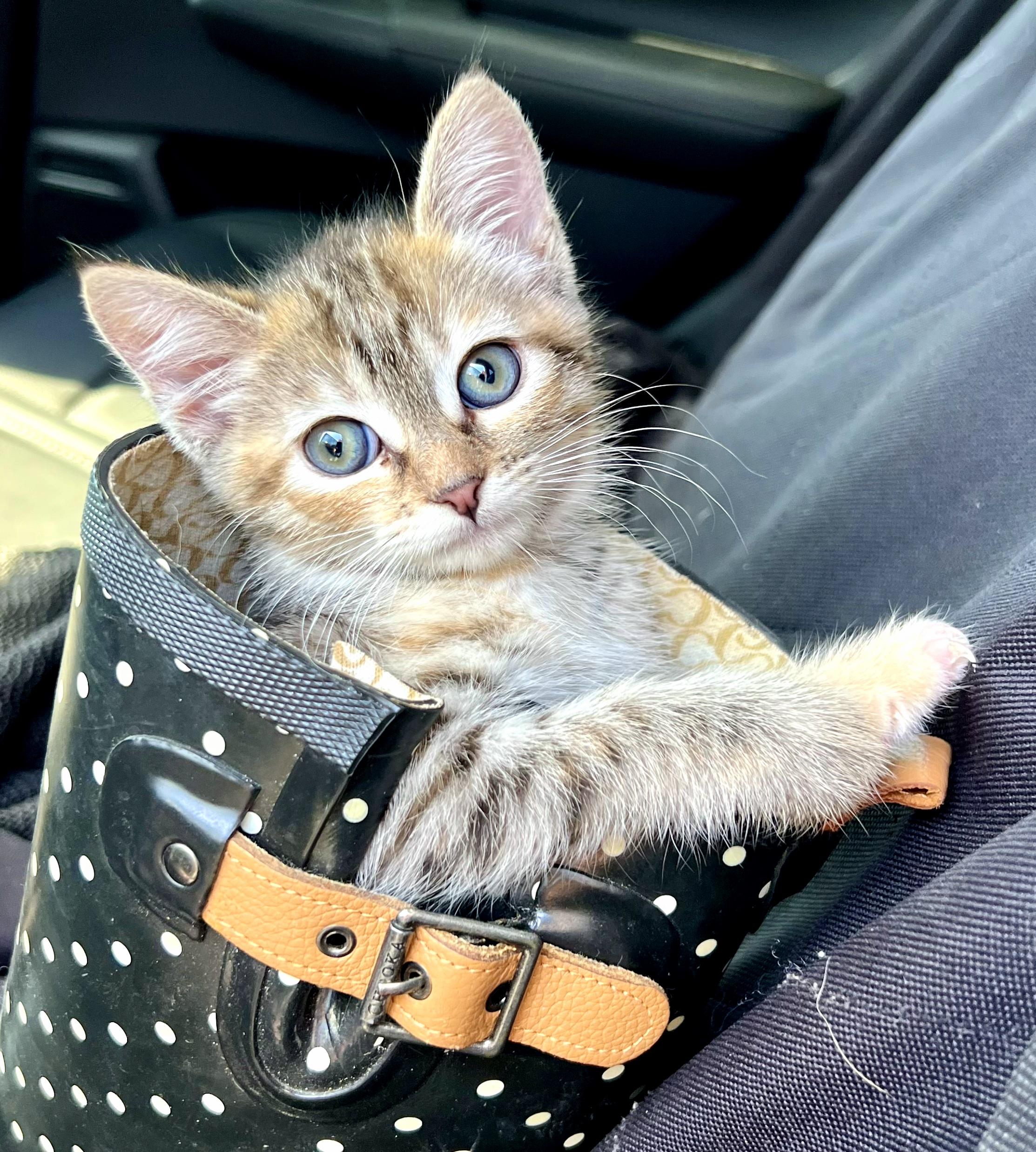 Meringue, adopted, Kitten Female Domestic Short Hair.