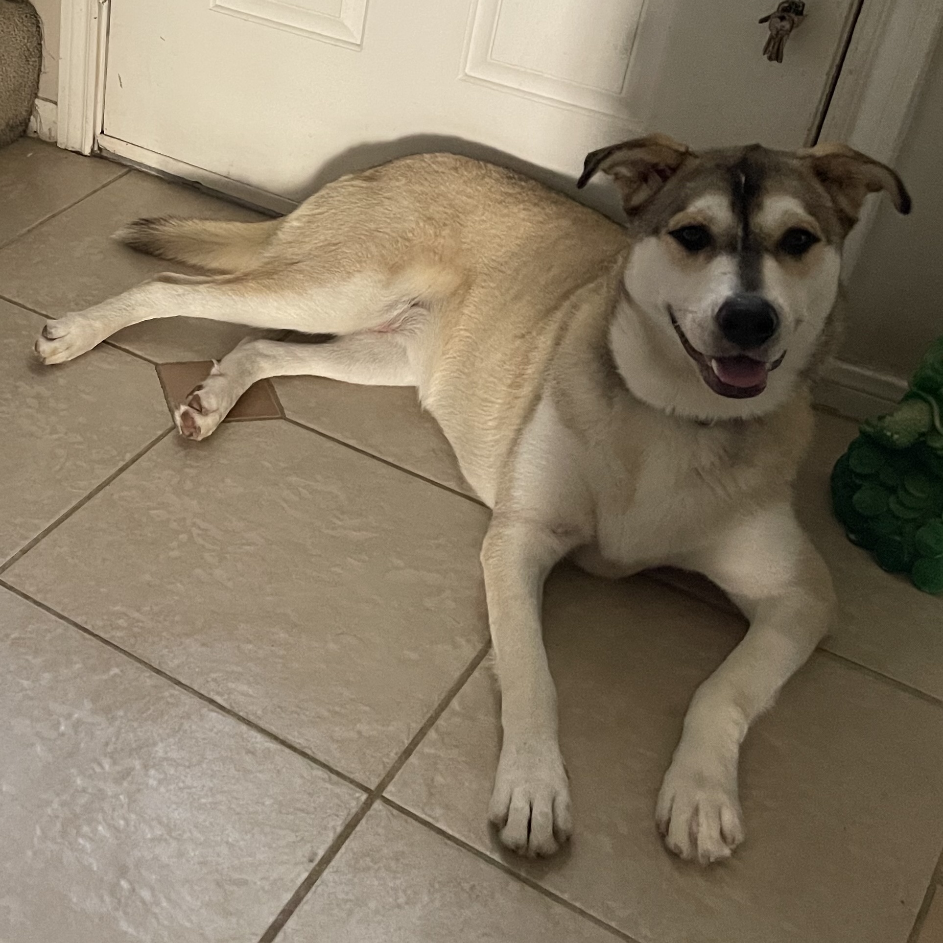 Enlarge COCO (bonded with Moko), a Adoptable mixed breed in Spring, TX image 9/11