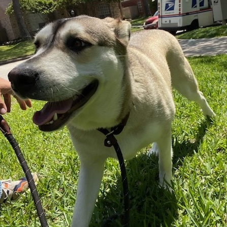 Enlarge COCO (bonded with Moko), a Adoptable mixed breed in Spring, TX image 10/11