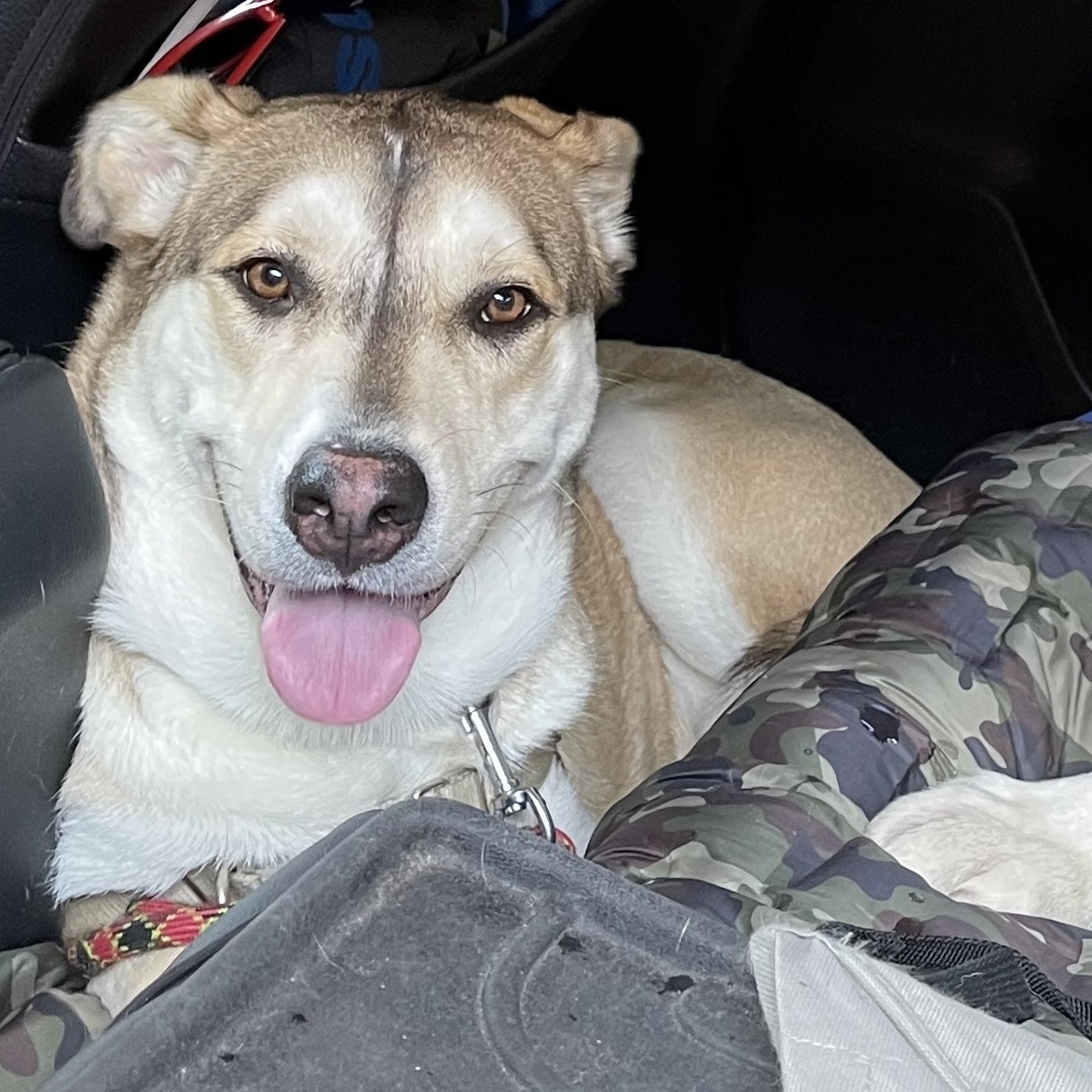 Enlarge COCO (bonded with Moko), a Adoptable mixed breed in Spring, TX image 7/11