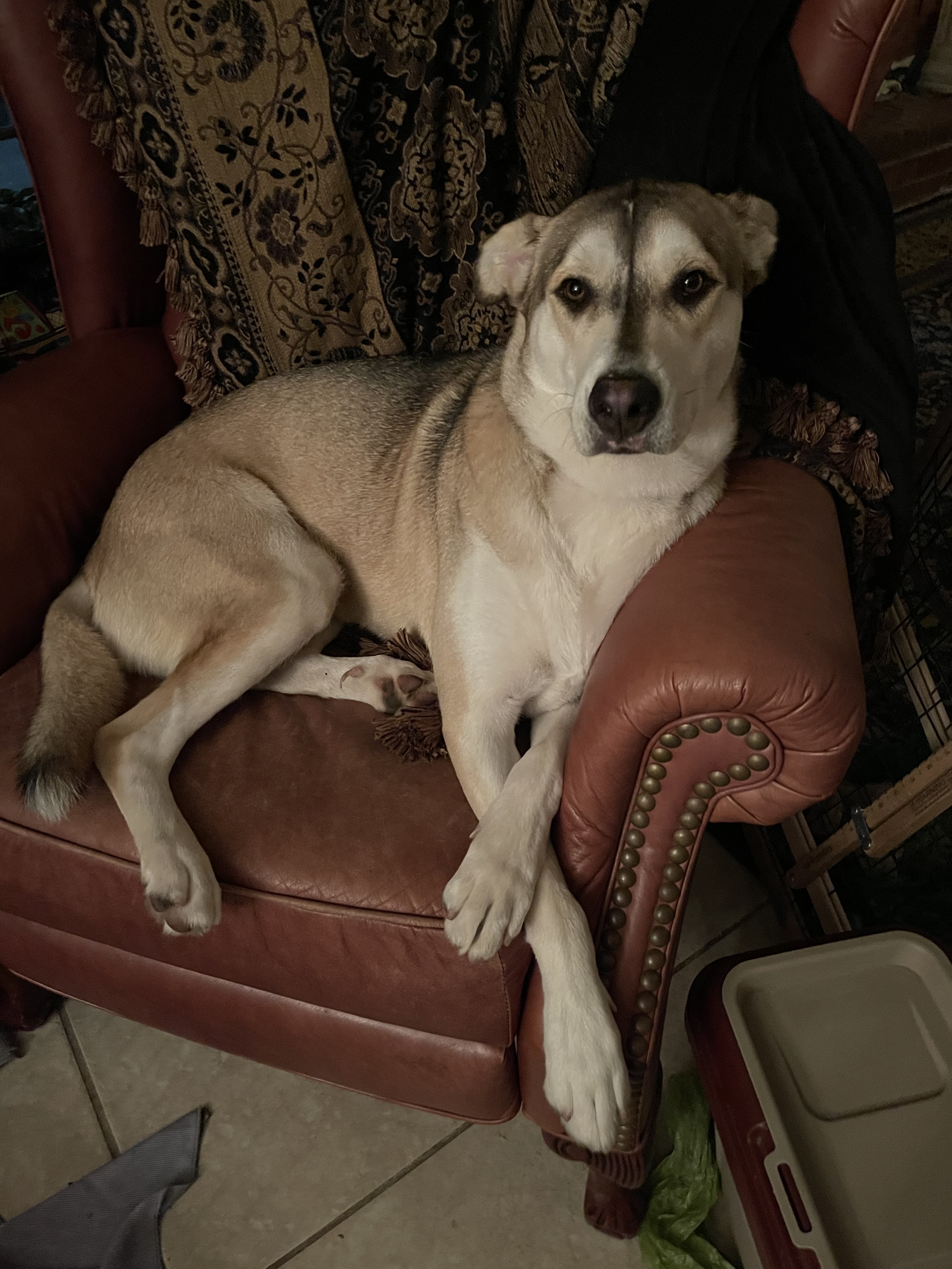 COCO (bonded with Moko), a Adoptable mixed breed in Spring, TX image 1/11