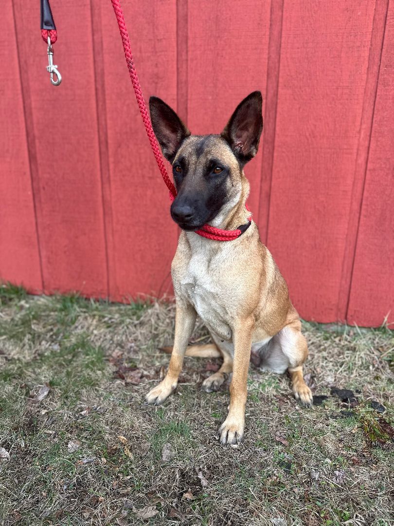 Dixie, Adopted, Adult Female Belgian Shepherd / Malinois.