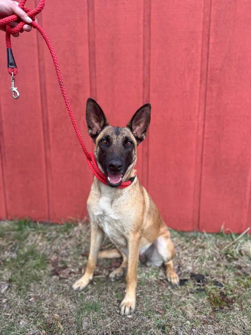 Enlarge Dixie, a Adopted Belgian Shepherd / Malinois in oriskany, NY image 2/5