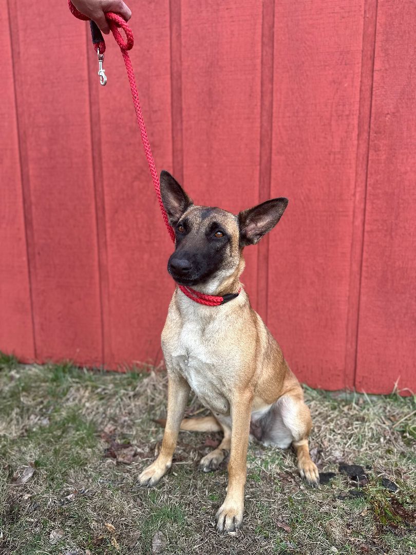 Enlarge Dixie, a Adopted Belgian Shepherd / Malinois in oriskany, NY image 3/5