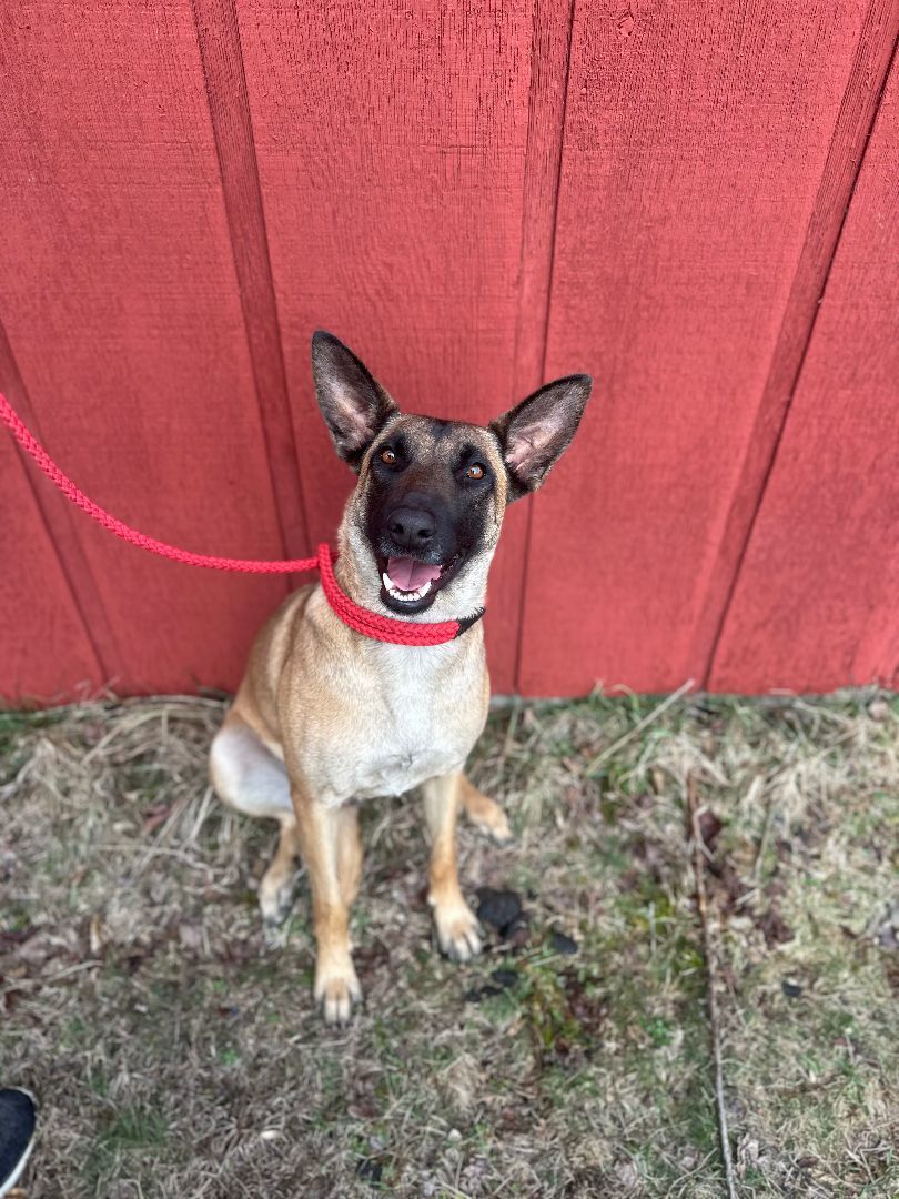 Enlarge Dixie, a Adopted Belgian Shepherd / Malinois in oriskany, NY image 4/5