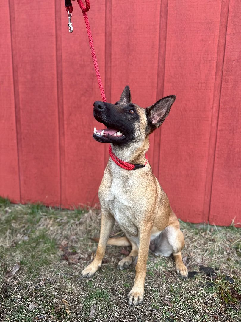 Enlarge Dixie, a Adopted Belgian Shepherd / Malinois in oriskany, NY image 5/5