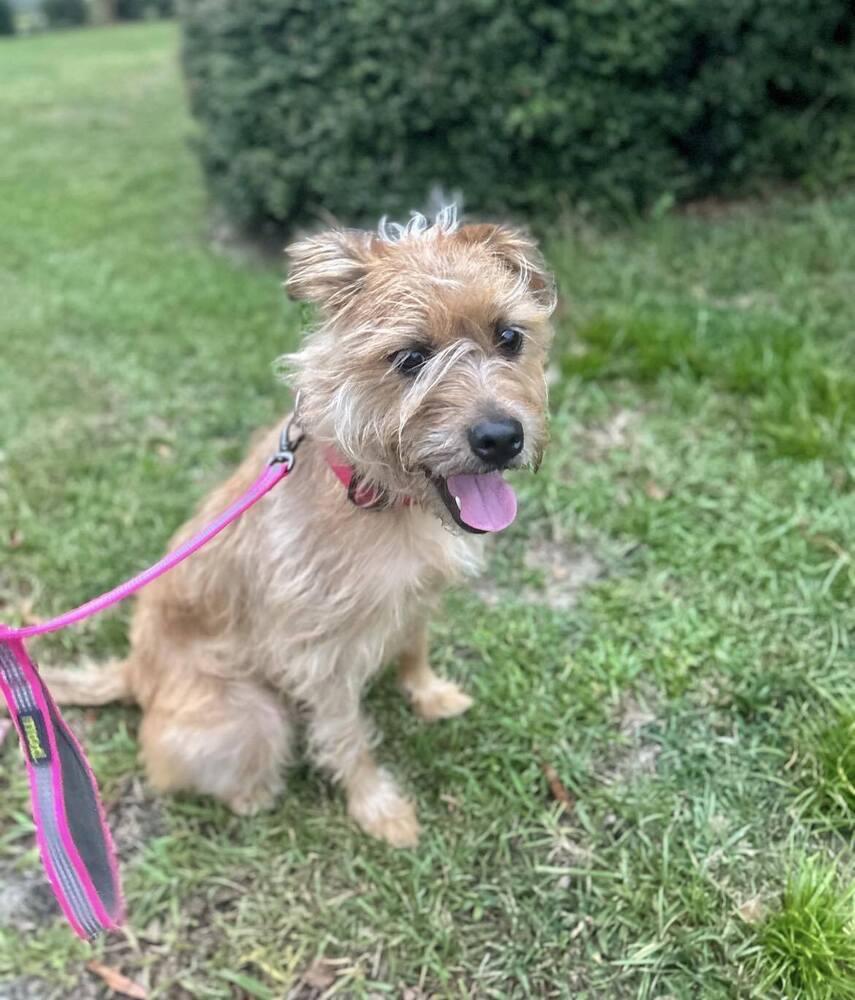 Dizzy, Adoptable, Adult Female Terrier.