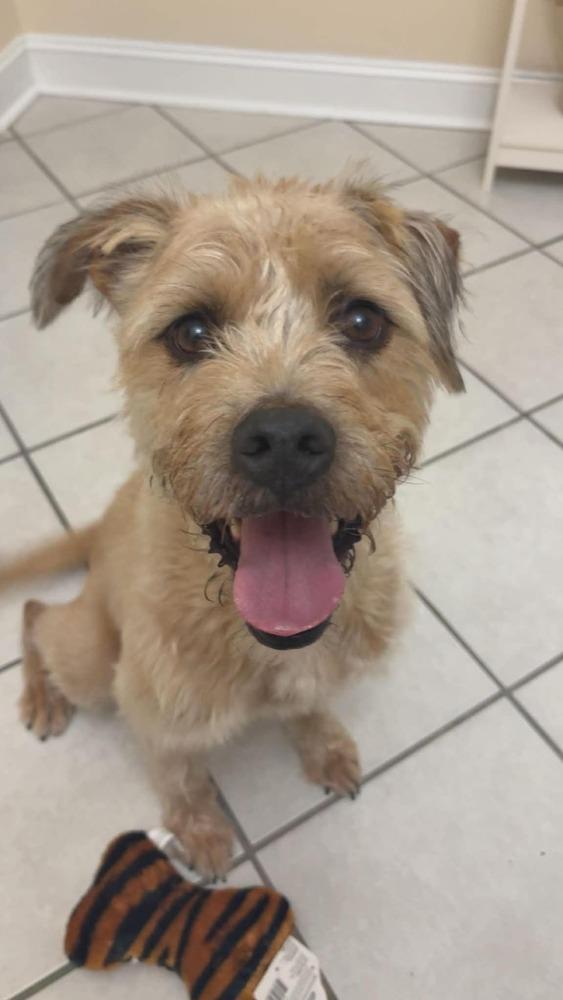 Enlarge Dizzy, a Adoptable mixed breed in Statesboro, GA image 2/6