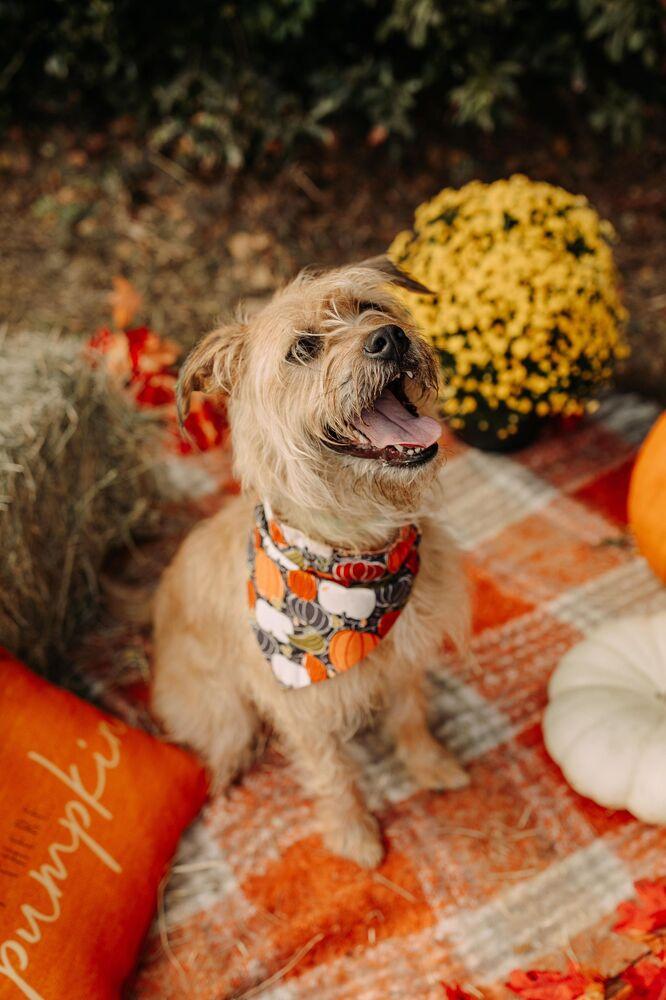 Enlarge Dizzy, a Adoptable mixed breed in Statesboro, GA image 4/6