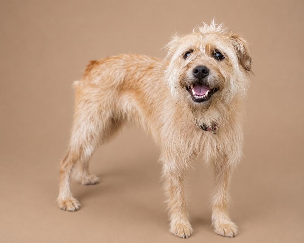Enlarge Dizzy, a Adoptable mixed breed in Statesboro, GA image 5/6