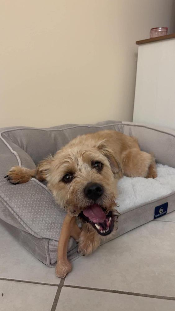 Enlarge Dizzy, a Adoptable mixed breed in Statesboro, GA image 6/6