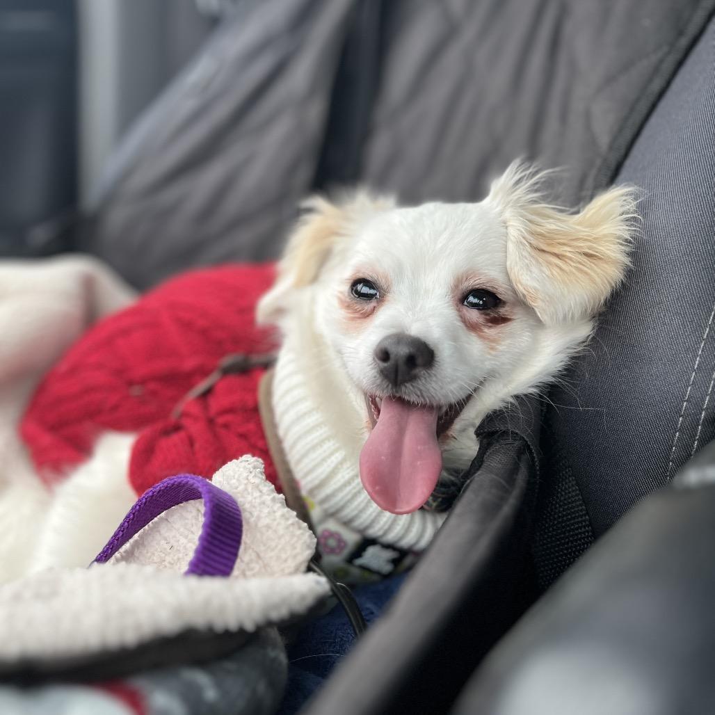 Enlarge Twinkle, a Adoptable mixed breed in Ashland, OR image 1/4