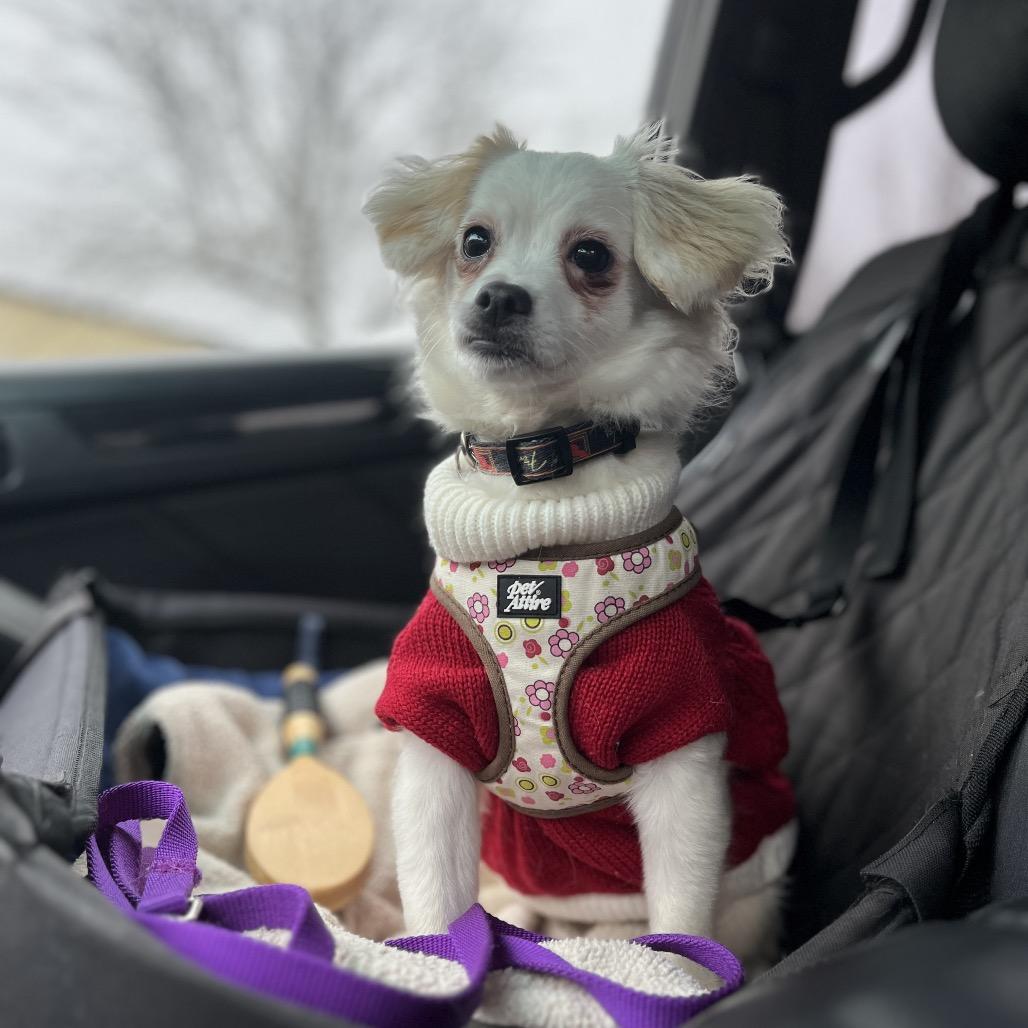 Enlarge Twinkle, a Adoptable mixed breed in Ashland, OR image 2/4