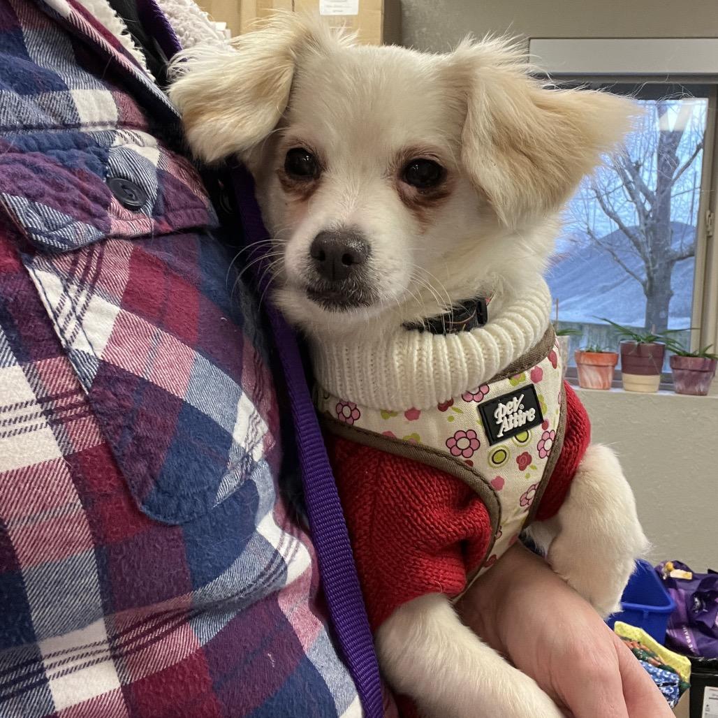 Enlarge Twinkle, a Adoptable mixed breed in Ashland, OR image 3/4