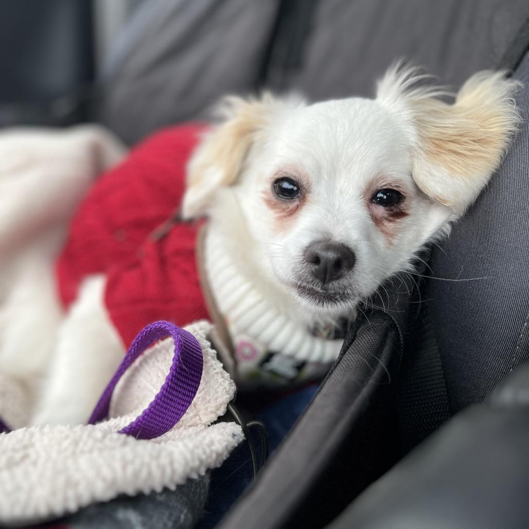 Enlarge Twinkle, a Adoptable mixed breed in Ashland, OR image 4/4