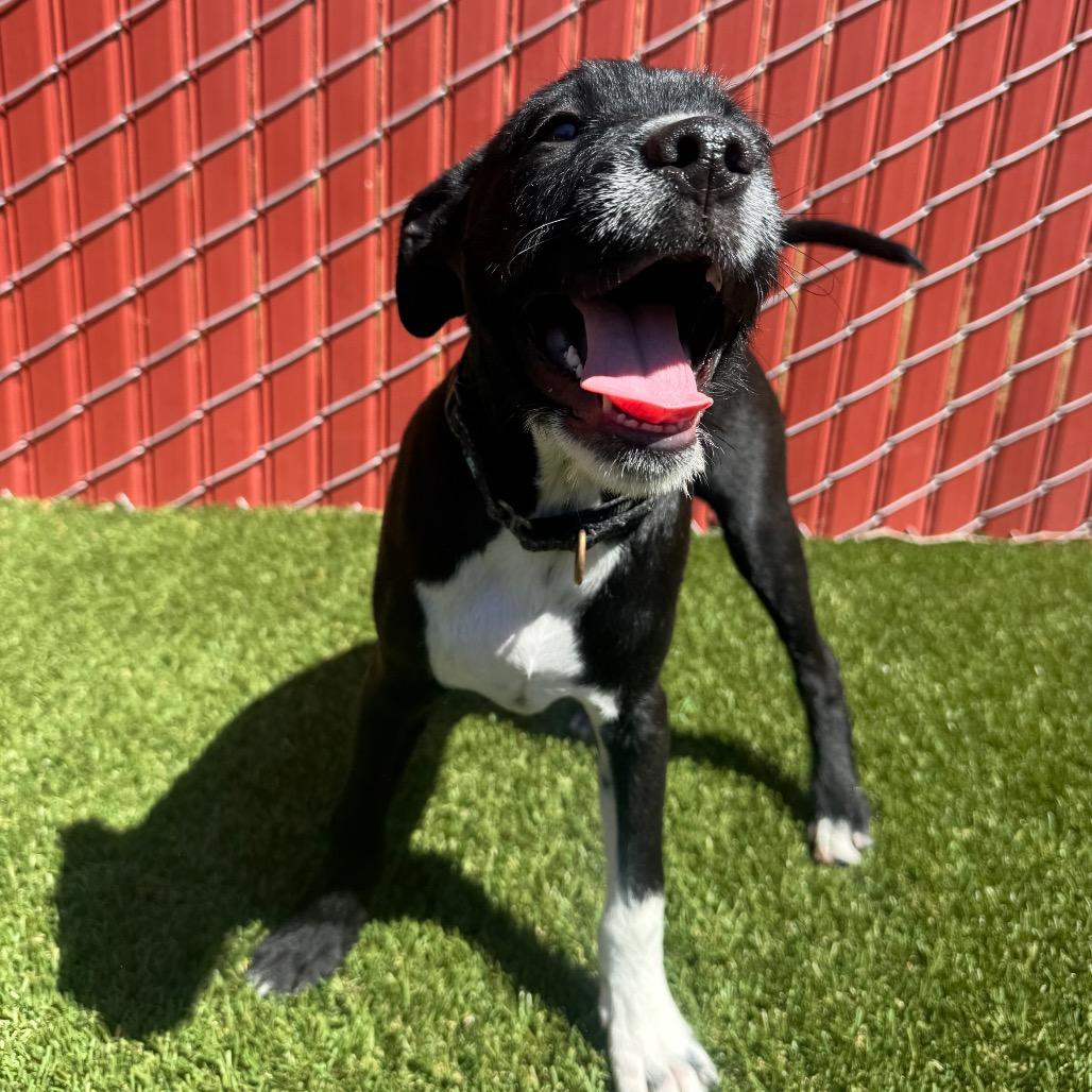 Enlarge Stefan, a Adoptable mixed breed in Buellton, CA image 1/5