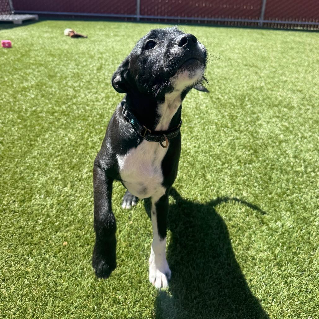 Enlarge Stefan, a Adoptable mixed breed in Buellton, CA image 2/5